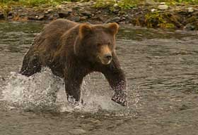 Brown Bear