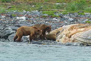 Bears Along the Shore