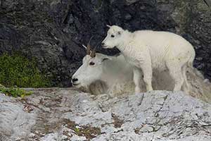 Mountain Goats