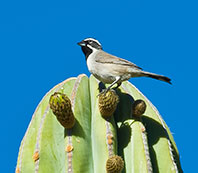 Black Throated Sparrow on Baja Cactus
