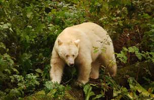 Spirit Bear