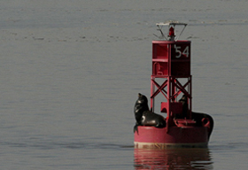 Courtesy of David Wimpfheimer Seals Lounging on a Bouy