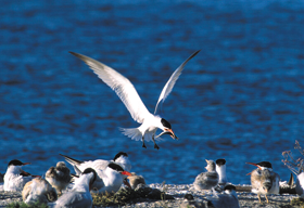 Courtesy of James Martin at www.IslandsofSFbay.com Caspian Tern
