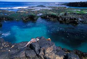 Courtesy of Nancy Rottenberg Galapagos