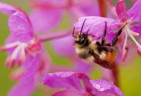 Courtesy of Betty Sederquist Bartlett Cove Bee