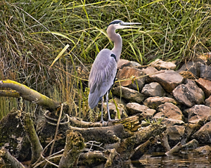 California Delta Great Blue Heron