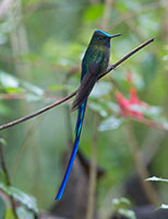 Cloud Forest Violet Tailed Sylph
