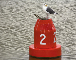 Gull on Buoy