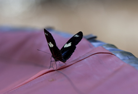 Courtesy of Kevin Shenke Amazon Butterfly