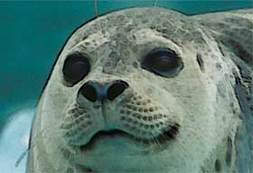 Courtesy of Carol Gualt Harbor Seal