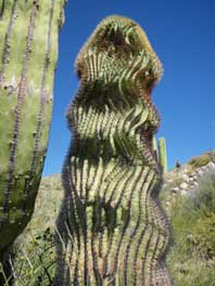Baja Cactus