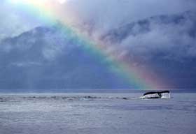 Rainbow Whale Tail