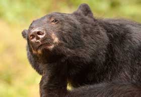 Courtesy of Betty Sederquist Scratching Anan Bear