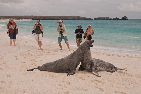 Sea Lions
