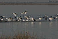 White Pelicans Taking Flight