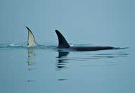 Courtesy of Brenda Tharp Whales